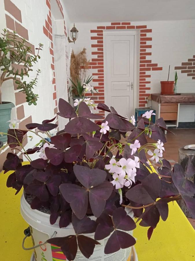 Guest House Meri Poppins Dedoplis Tskaro Buitenkant foto